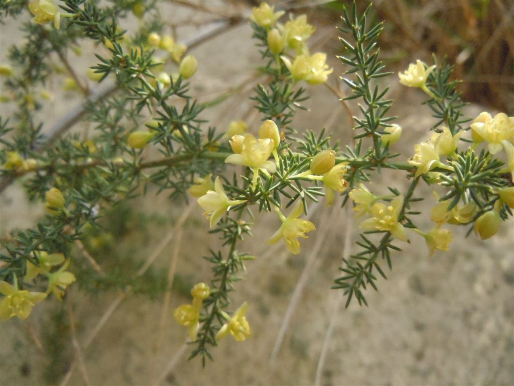 Asparagus acutifolius